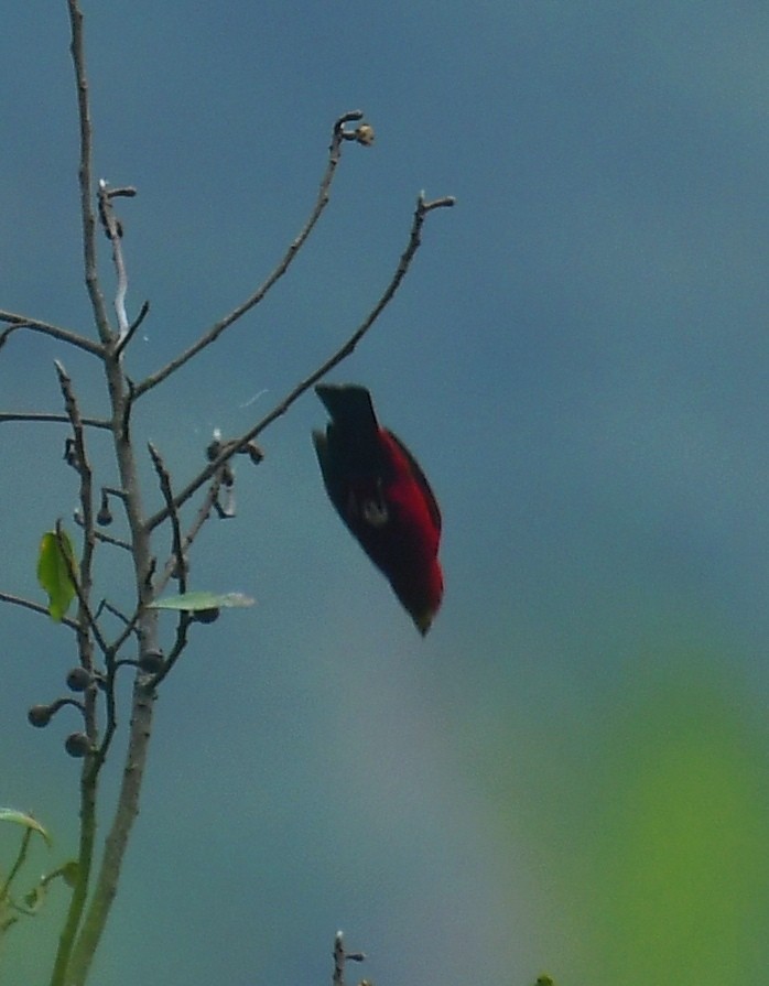 Scarlet Finch - ML637244363