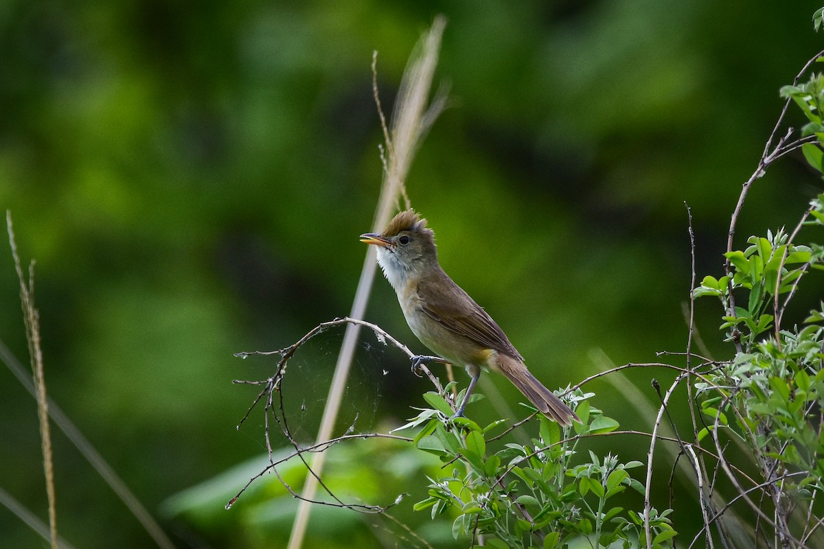 Thick-billed Warbler - ML637244372