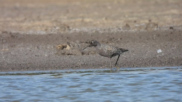 Spotted Redshank - ML637244373