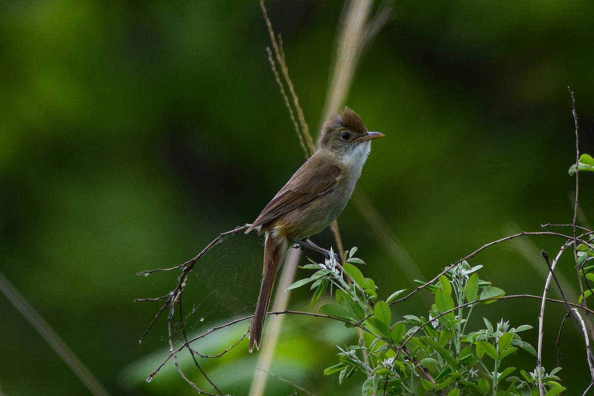Thick-billed Warbler - ML637244374