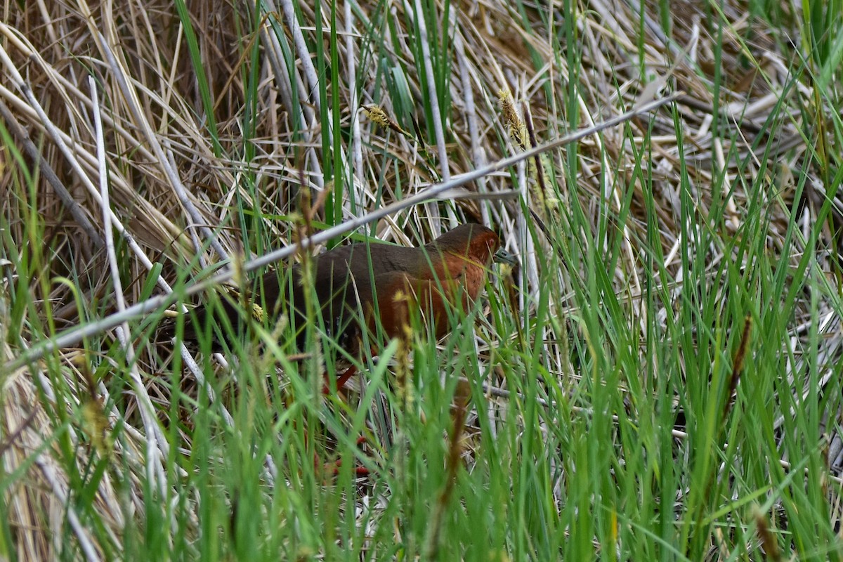 Band-bellied Crake - ML637244382