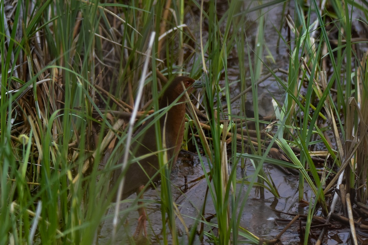 Band-bellied Crake - ML637244383