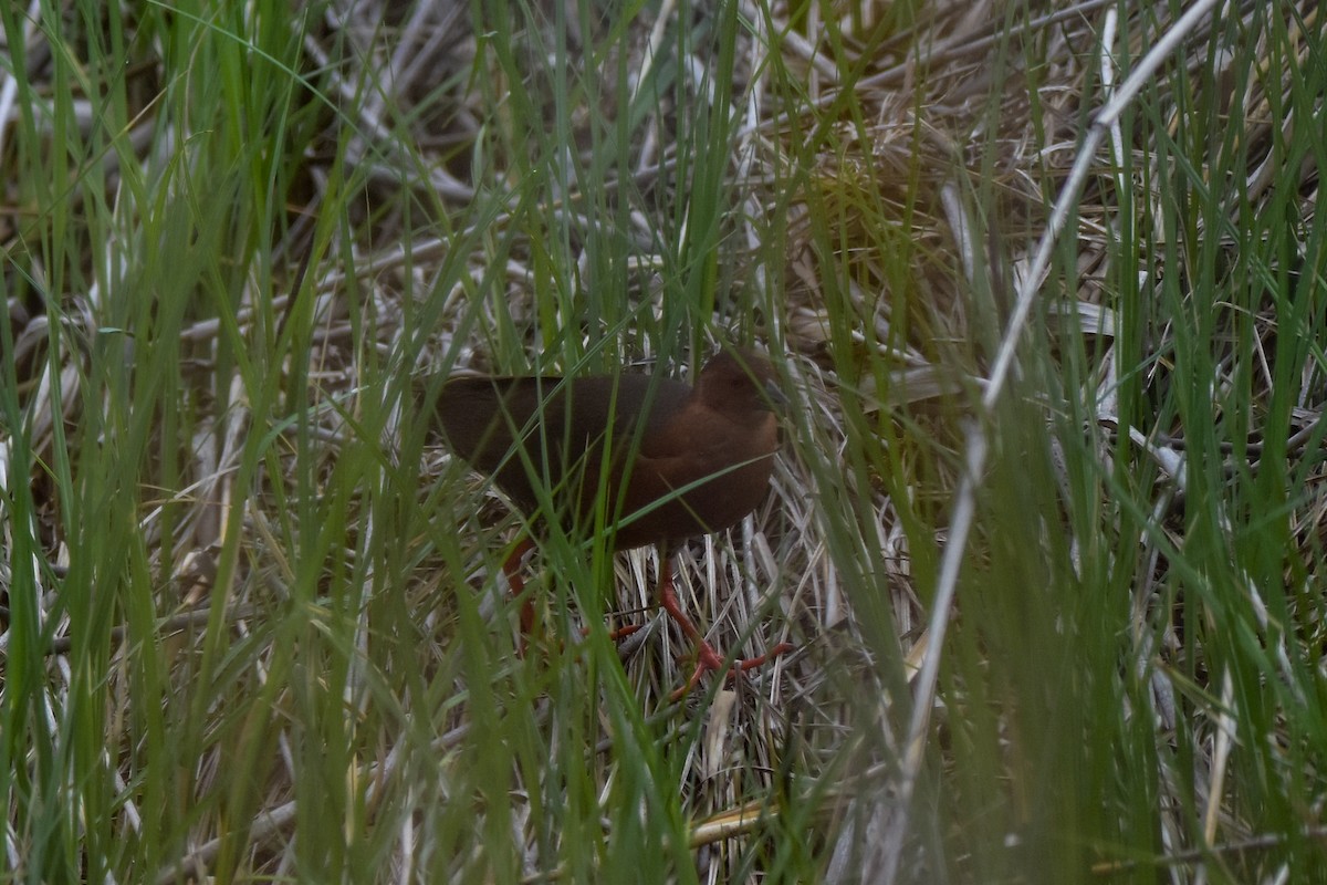 Band-bellied Crake - ML637244385
