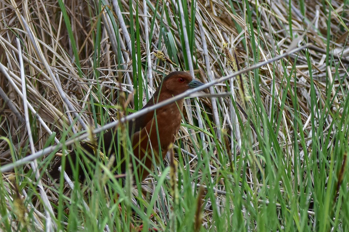 Band-bellied Crake - ML637244387