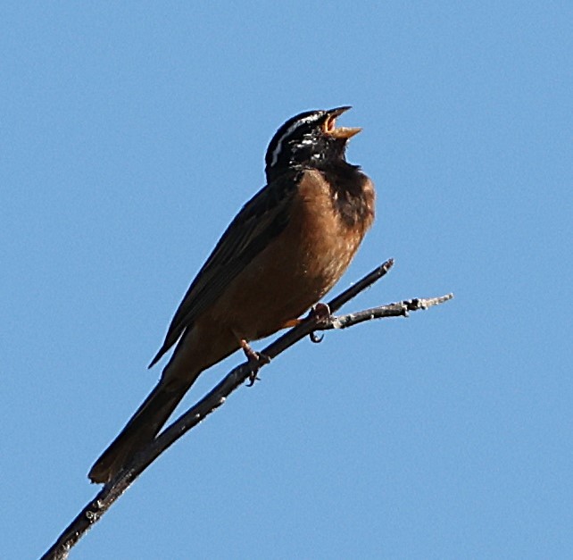 Cinnamon-breasted Bunting - ML637244389