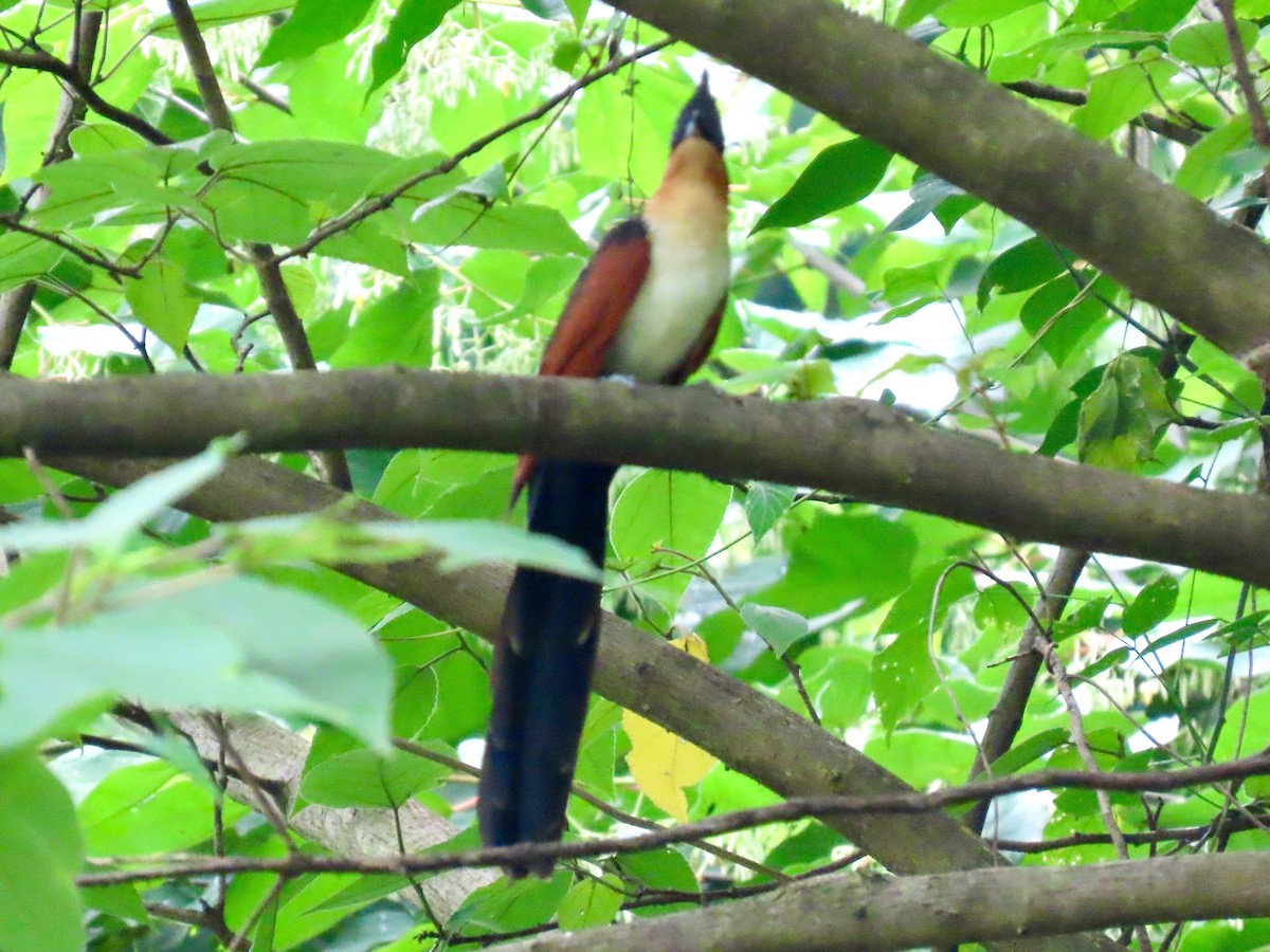 Chestnut-winged Cuckoo - ML637244399