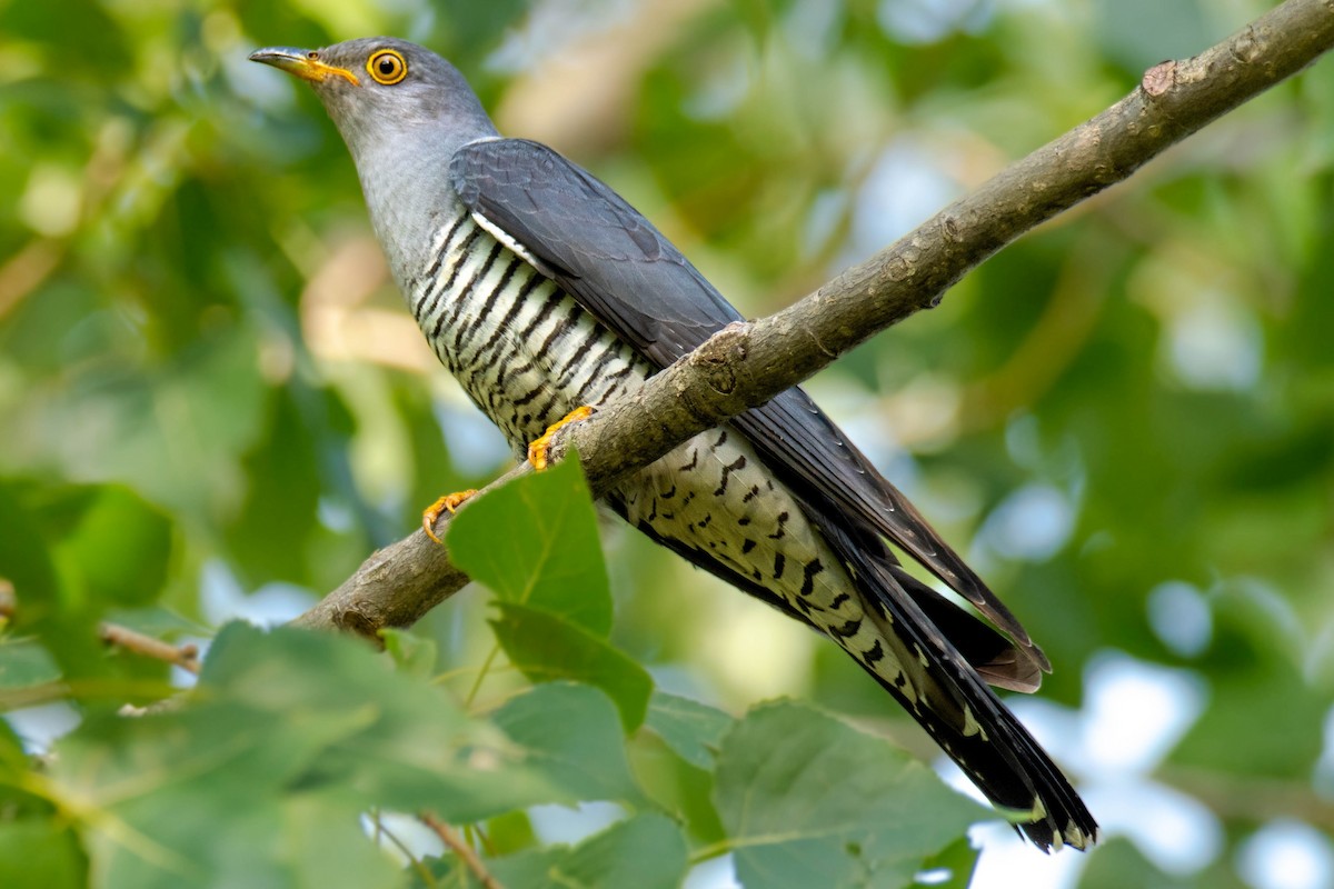 Common Cuckoo - ML637244410