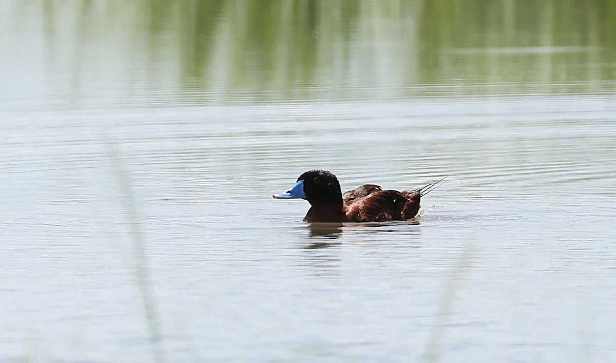 Maccoa Duck - ML637244421
