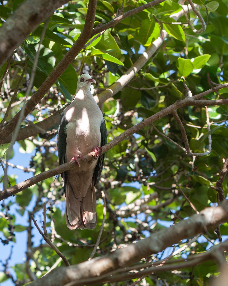 Pink Pigeon - ML637244435