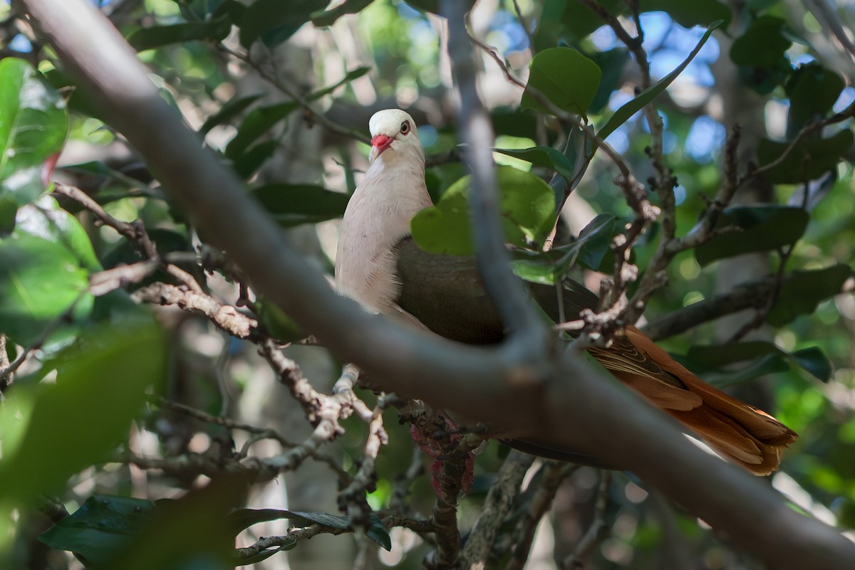 Pink Pigeon - ML637244436
