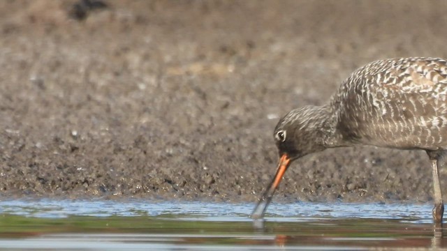 Spotted Redshank - ML637244477