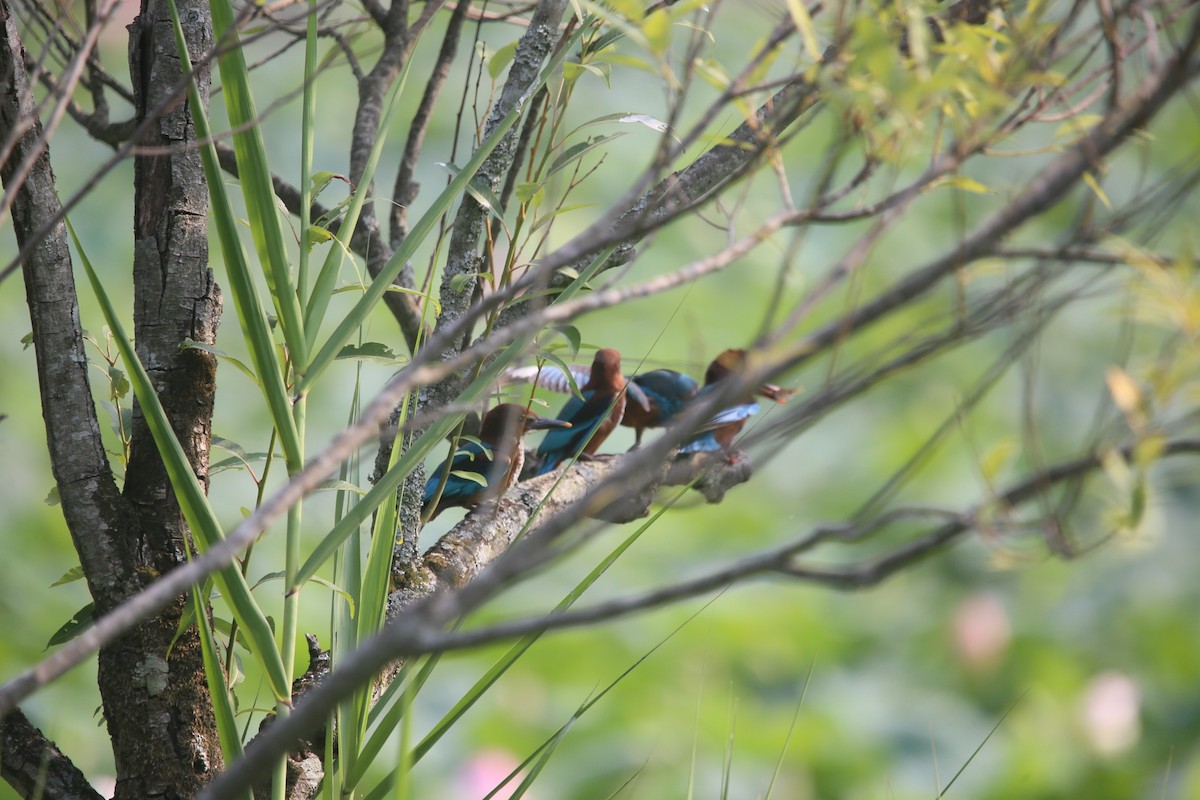 White-throated Kingfisher - ML637244529