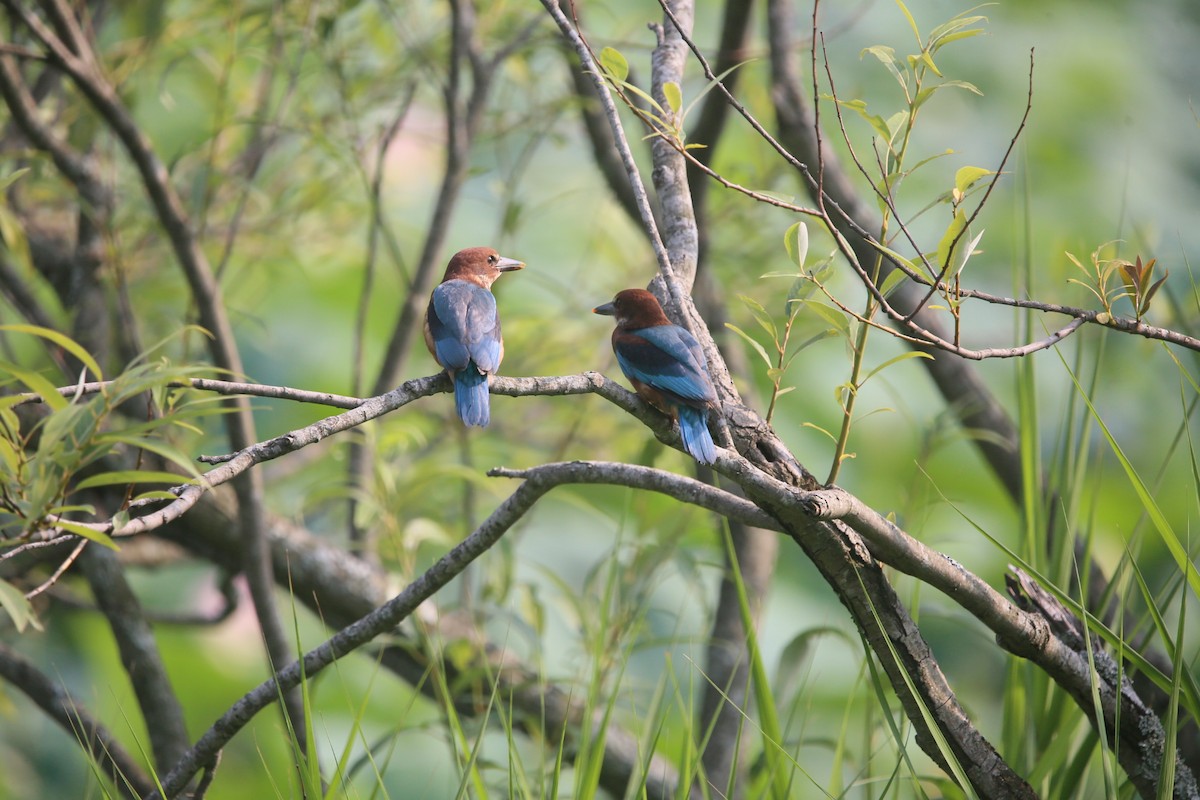 White-throated Kingfisher - ML637244550