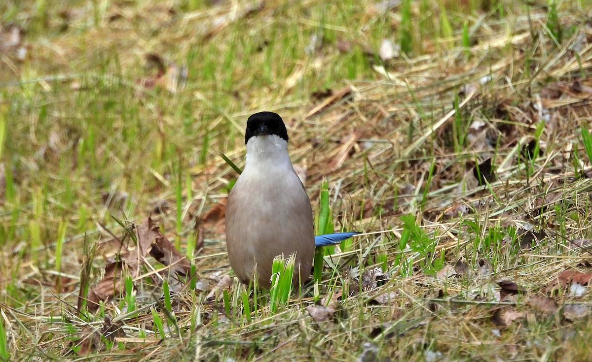 Iberian Magpie - ML637244571