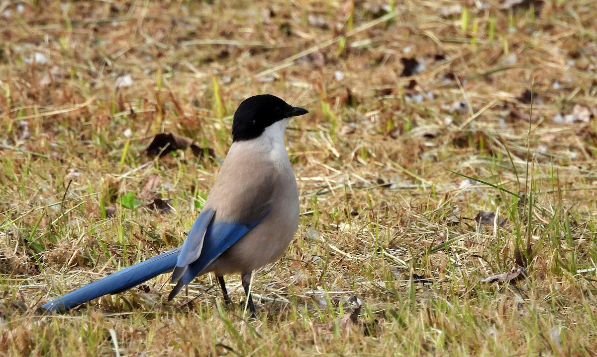 Iberian Magpie - ML637244572