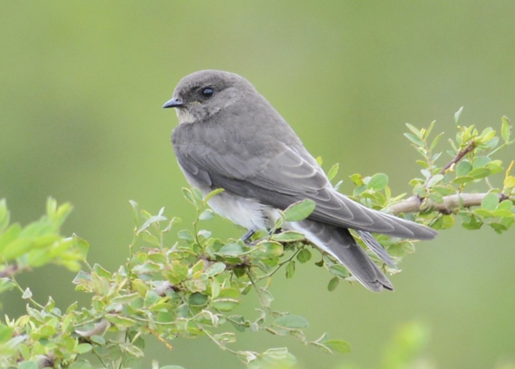 Plain Martin - ML637244578