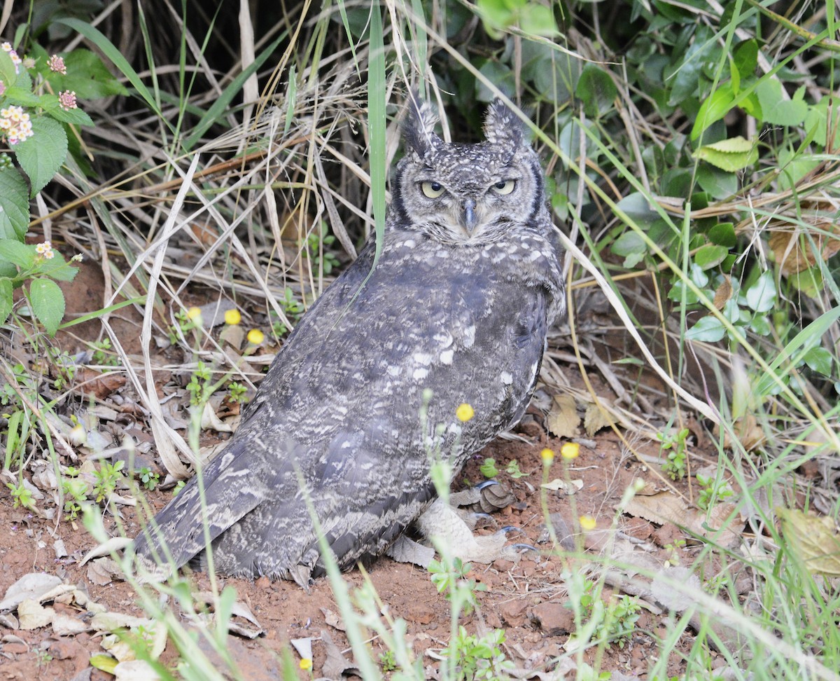 Spotted Eagle-Owl - ML637244589