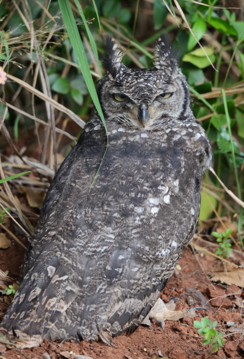 Spotted Eagle-Owl - ML637244590