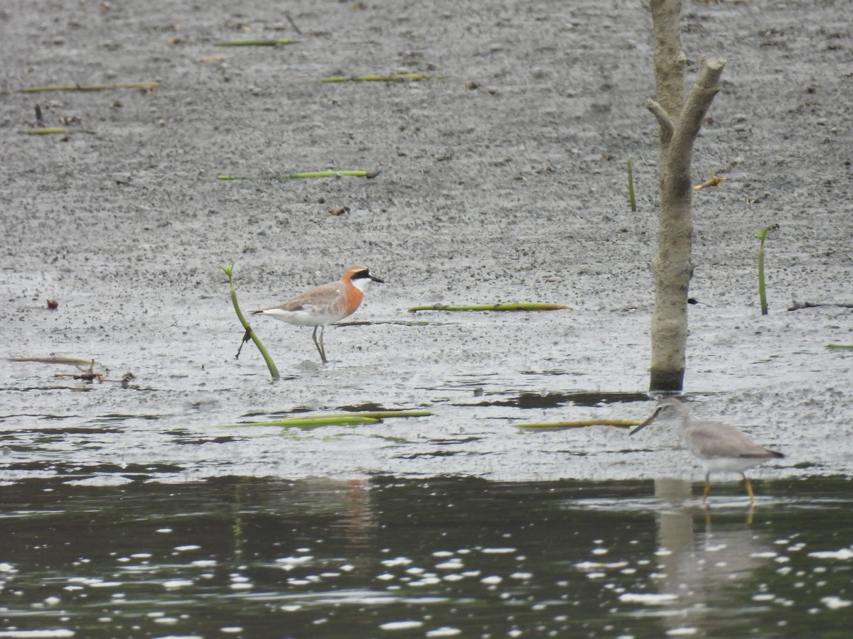 Siberian Sand-Plover - ML637244591