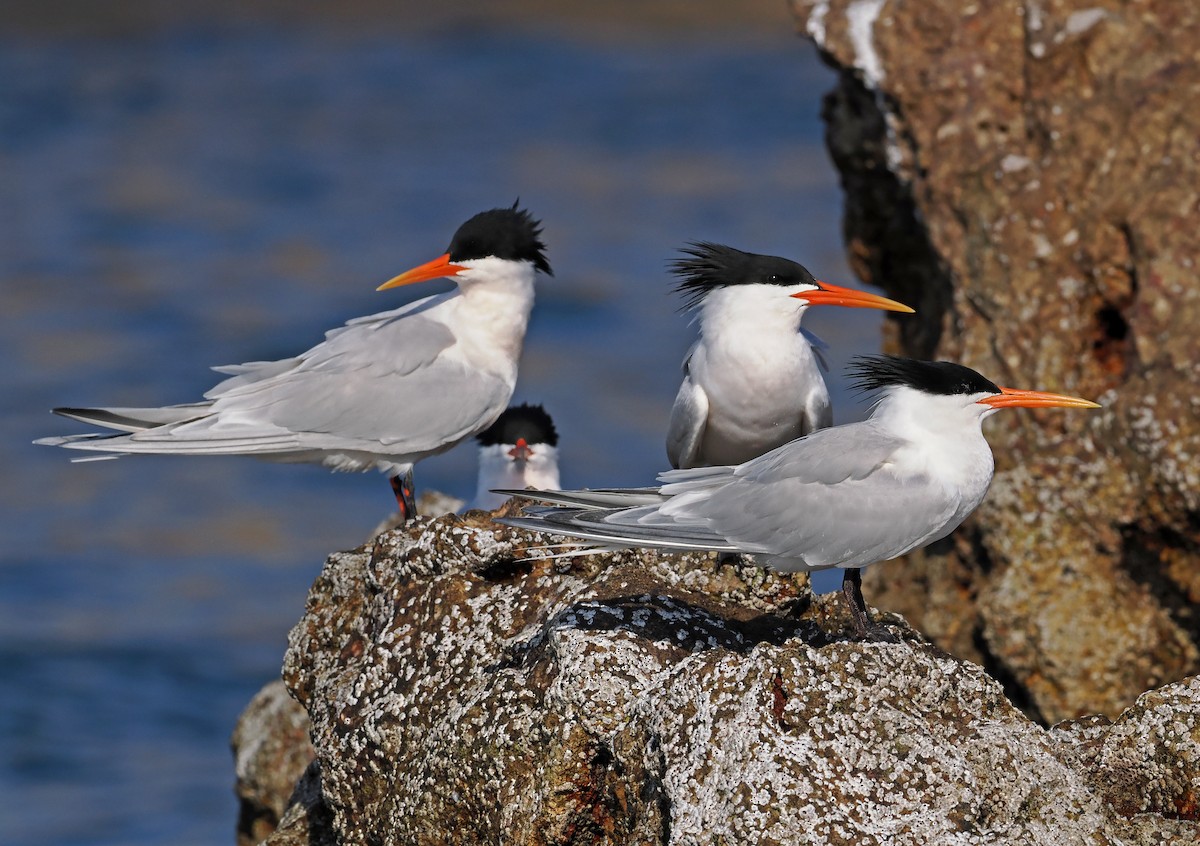 Elegant Tern - ML637244594