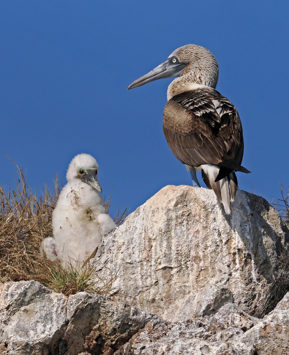 Blue-footed Booby - ML637244623