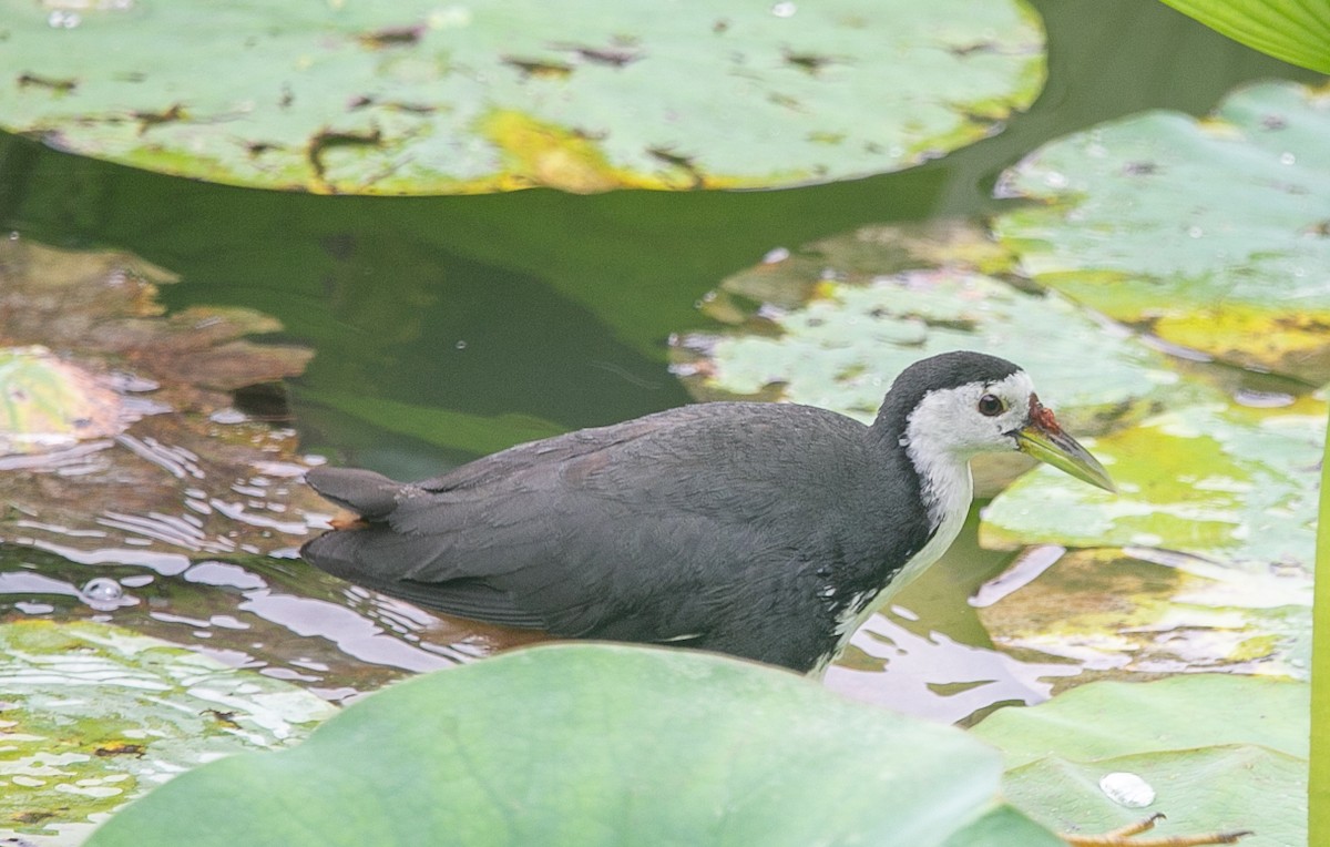 White-breasted Waterhen - ML637244711
