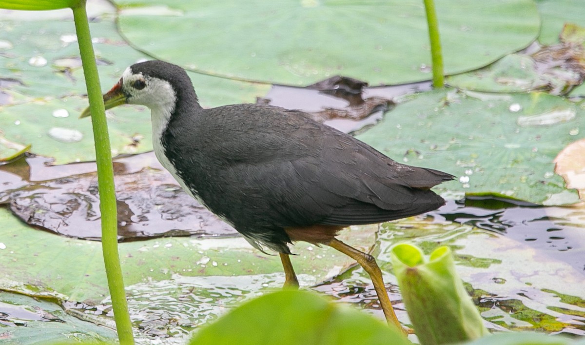 White-breasted Waterhen - ML637244713