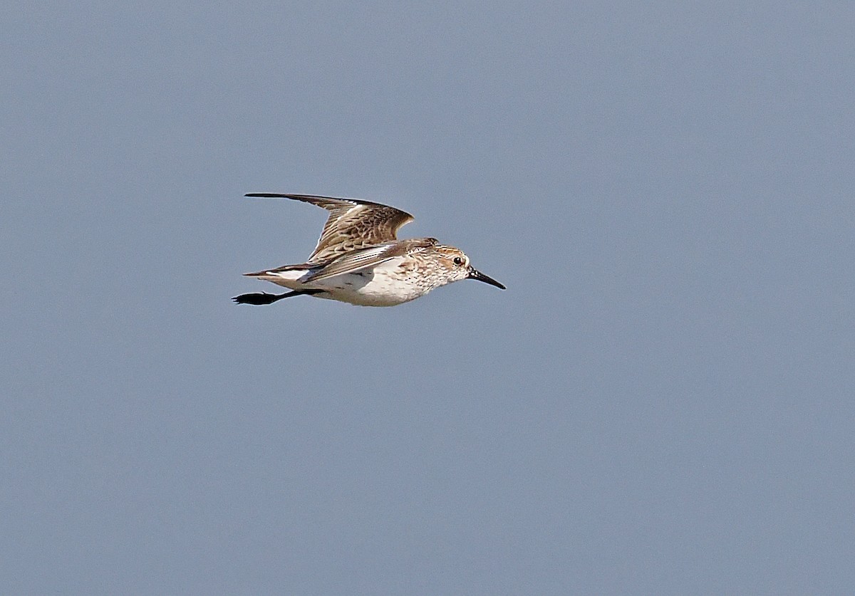 Txirri alaskarra - ML637244718