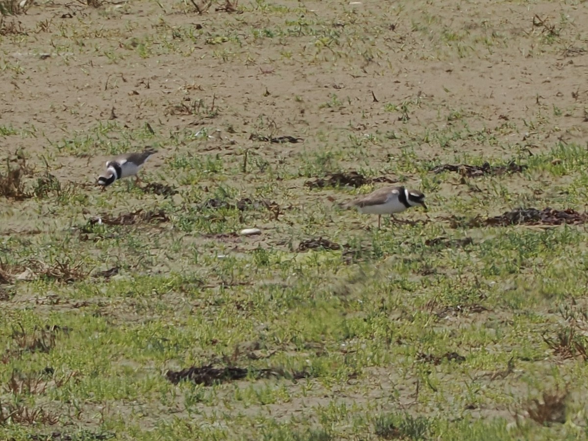 Common Ringed Plover - ML637244738
