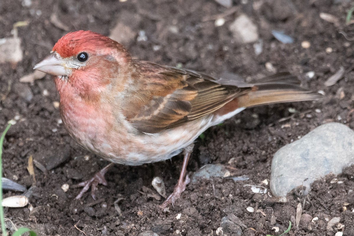Purple/Cassin's Finch - ML637244747