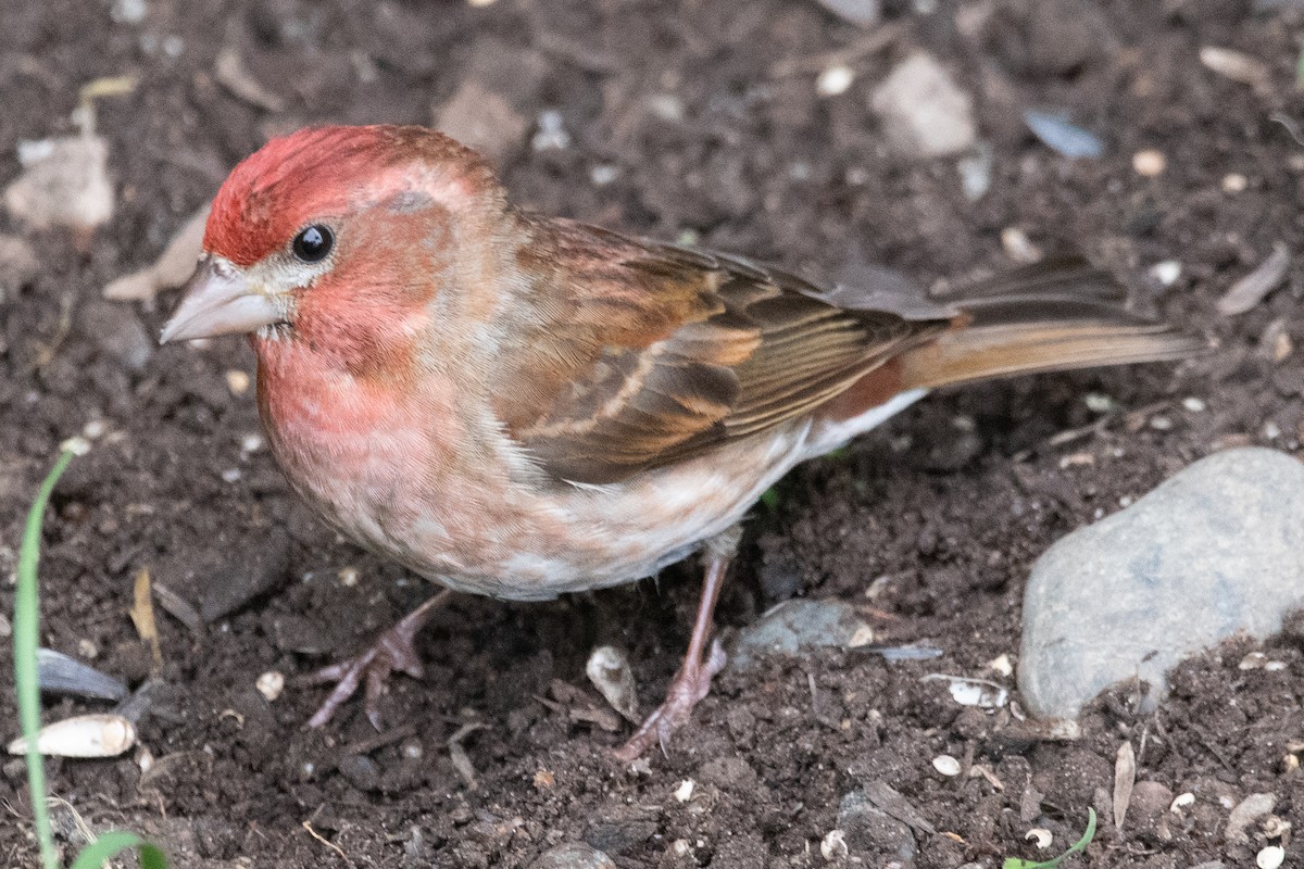 Purple/Cassin's Finch - ML637244748