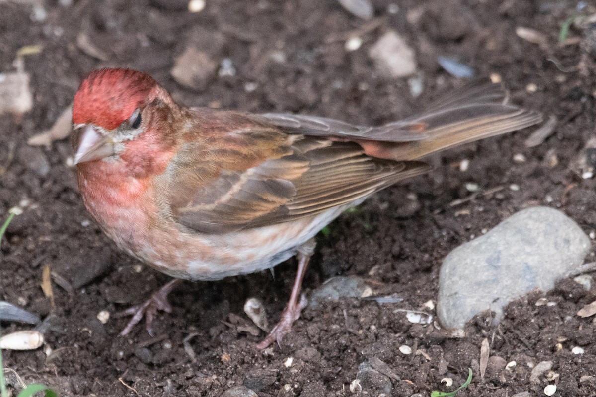 Purple/Cassin's Finch - ML637244749