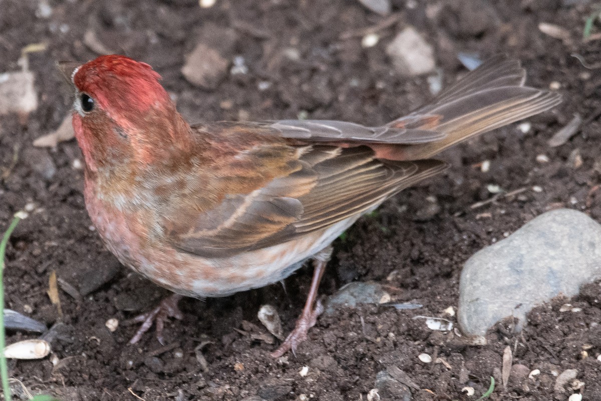 Purple/Cassin's Finch - ML637244750