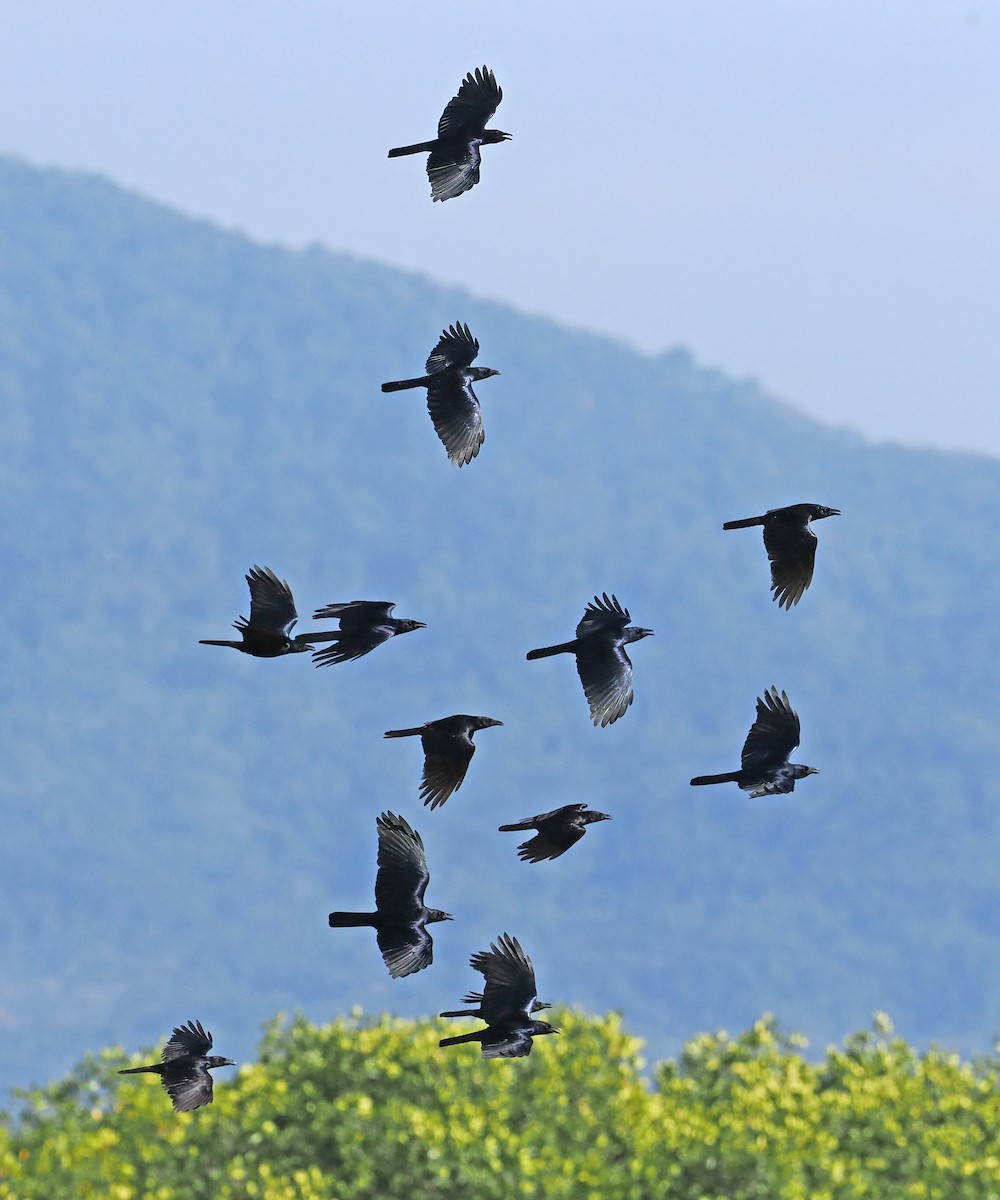 Sinaloa Crow - ML637244766