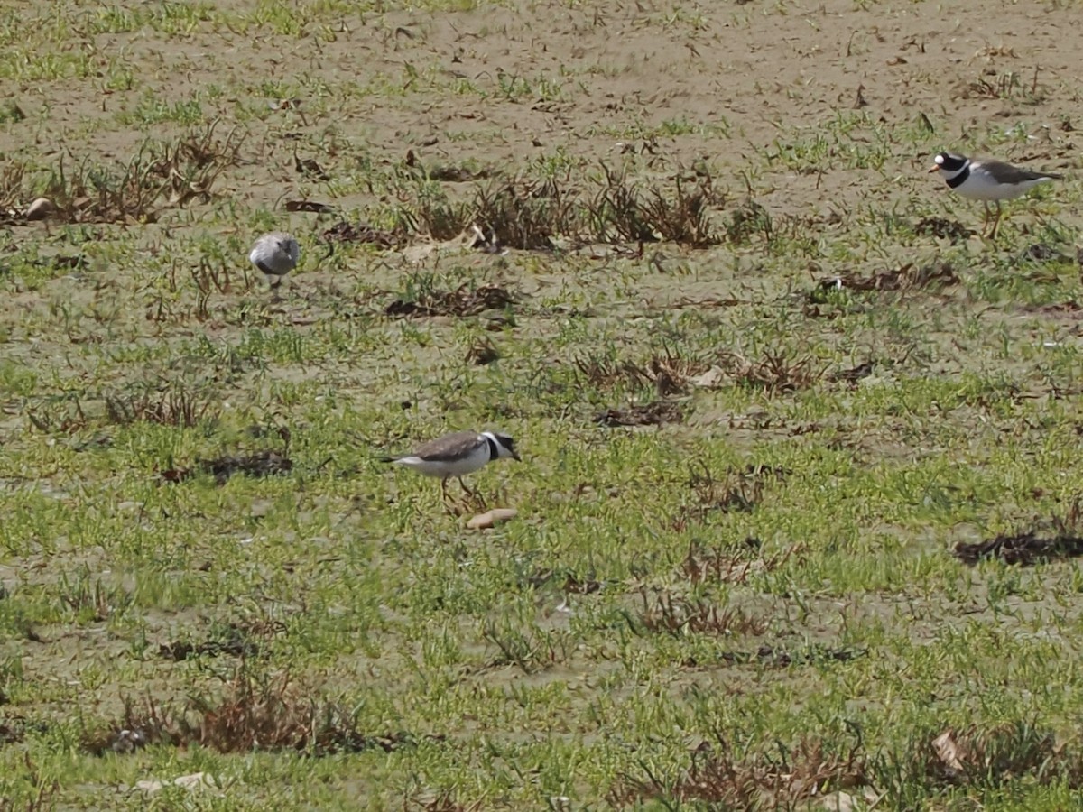 Common Ringed Plover - ML637244789
