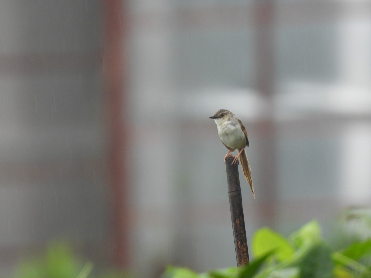 Striped Prinia - ML637244801