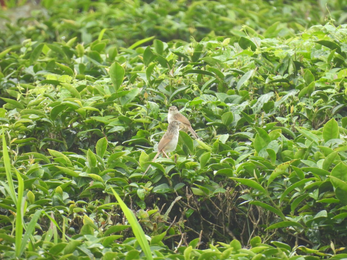 Striped Prinia - ML637244808
