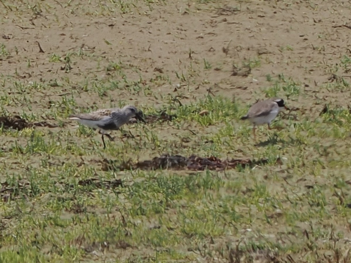 Dunlin - ML637244809