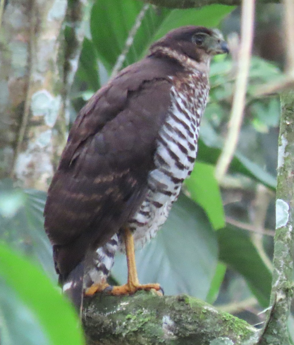 Collared Forest-Falcon - ML637244854