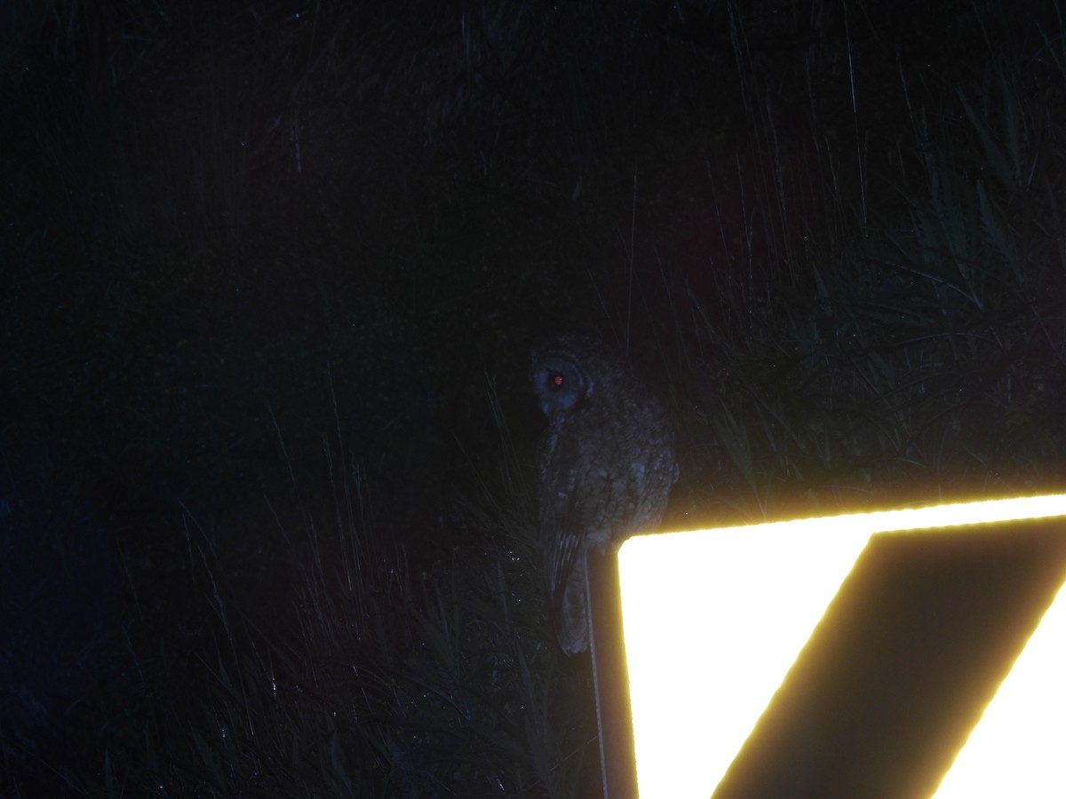 Himalayan Owl - ML637244868