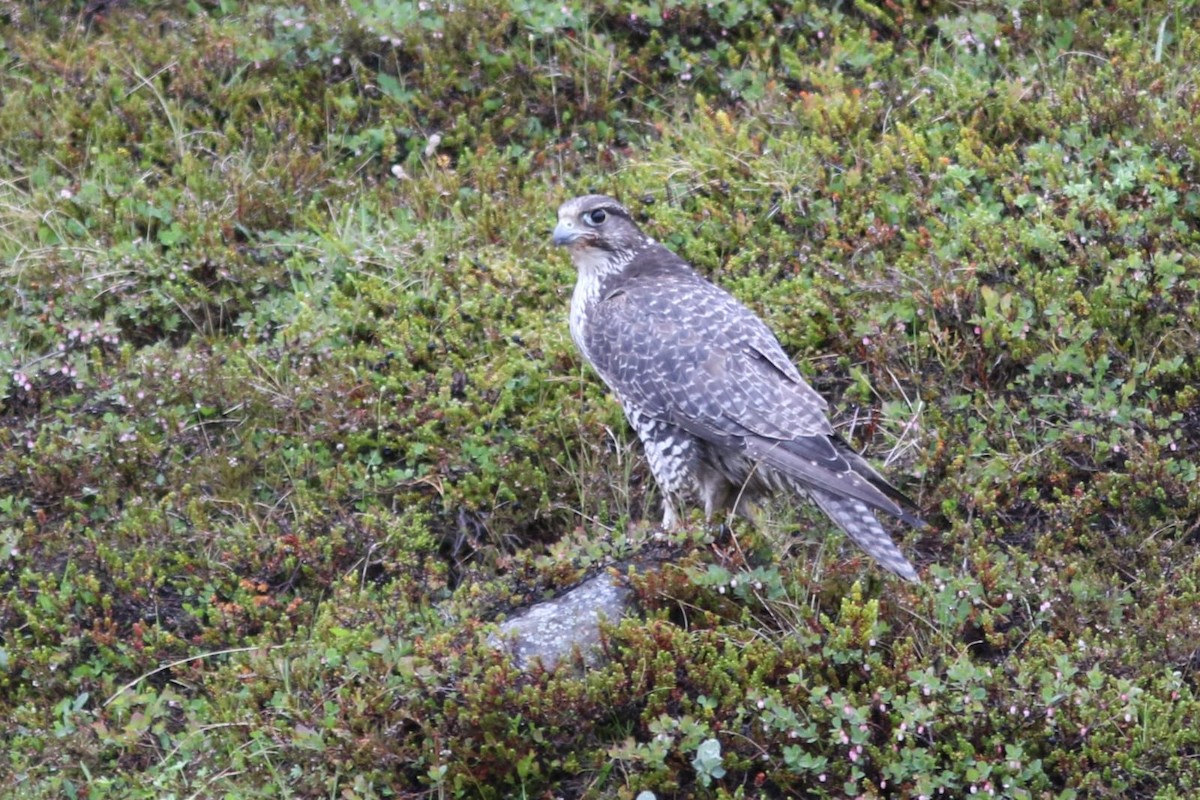 Gyrfalcon - ML637244903
