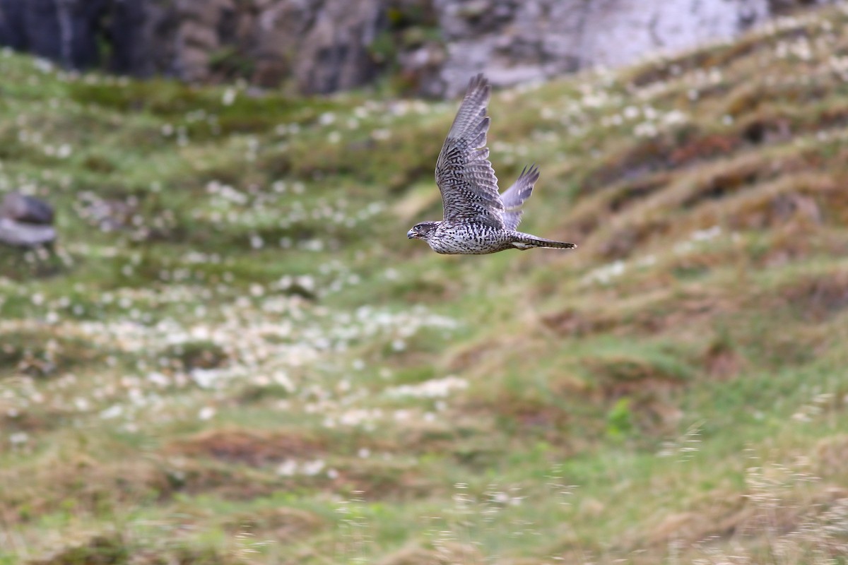 Gyrfalcon - ML637244904