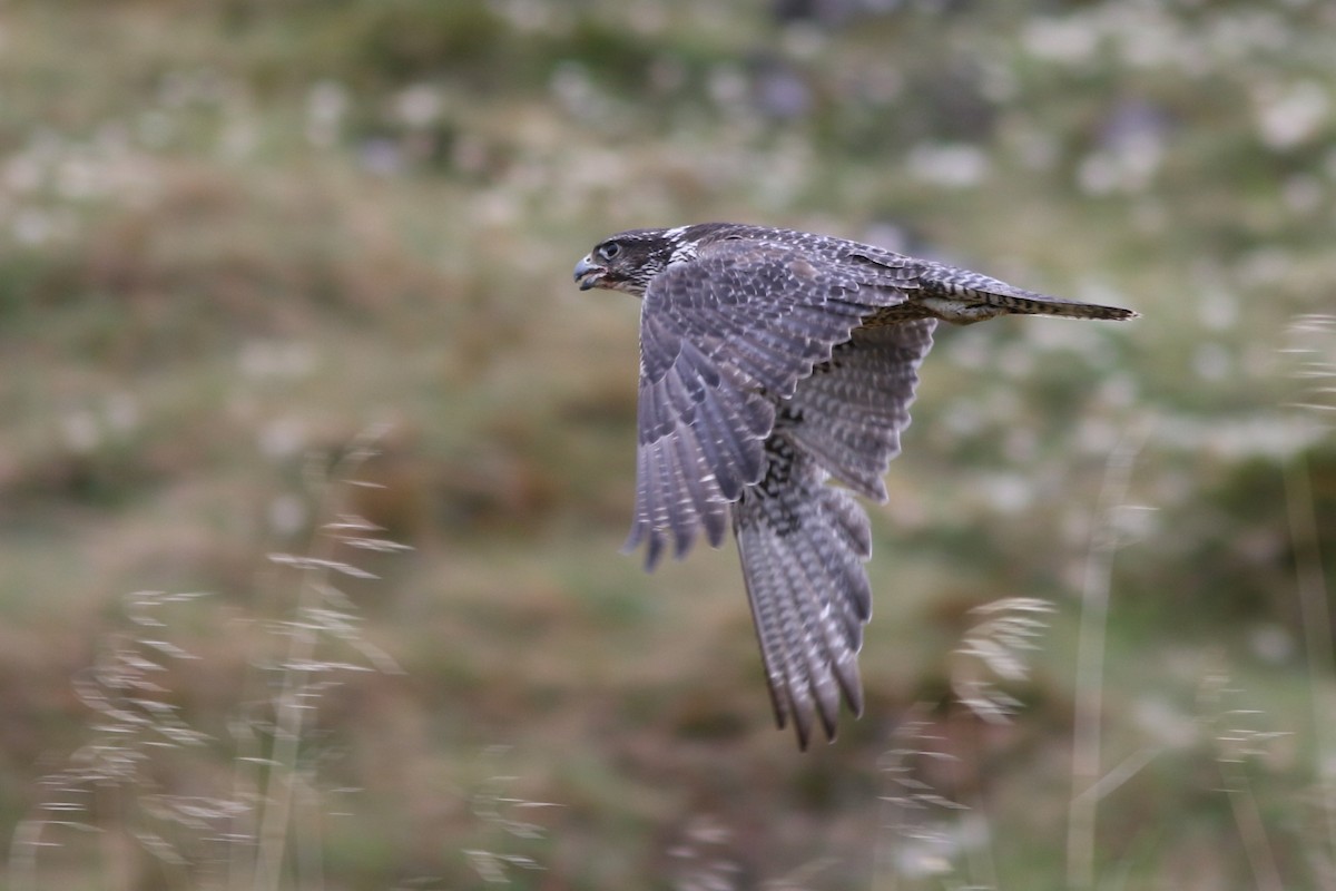 Gyrfalcon - ML637244905