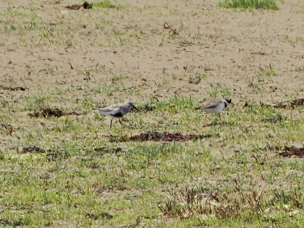 Dunlin - ML637244907