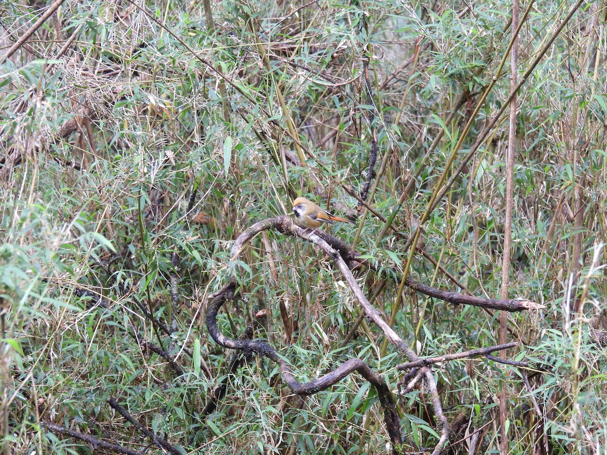 Golden Parrotbill - ML637244912