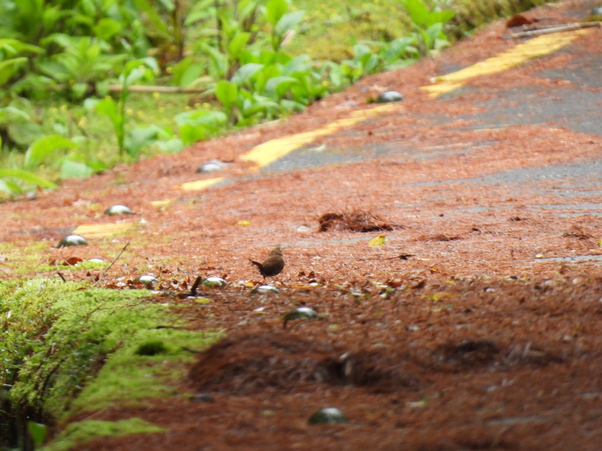 Eurasian Wren - ML637244956