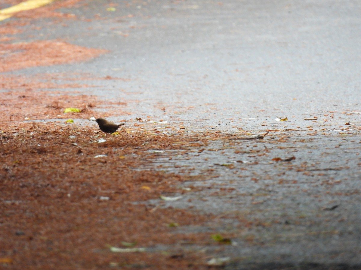 Eurasian Wren - ML637244958