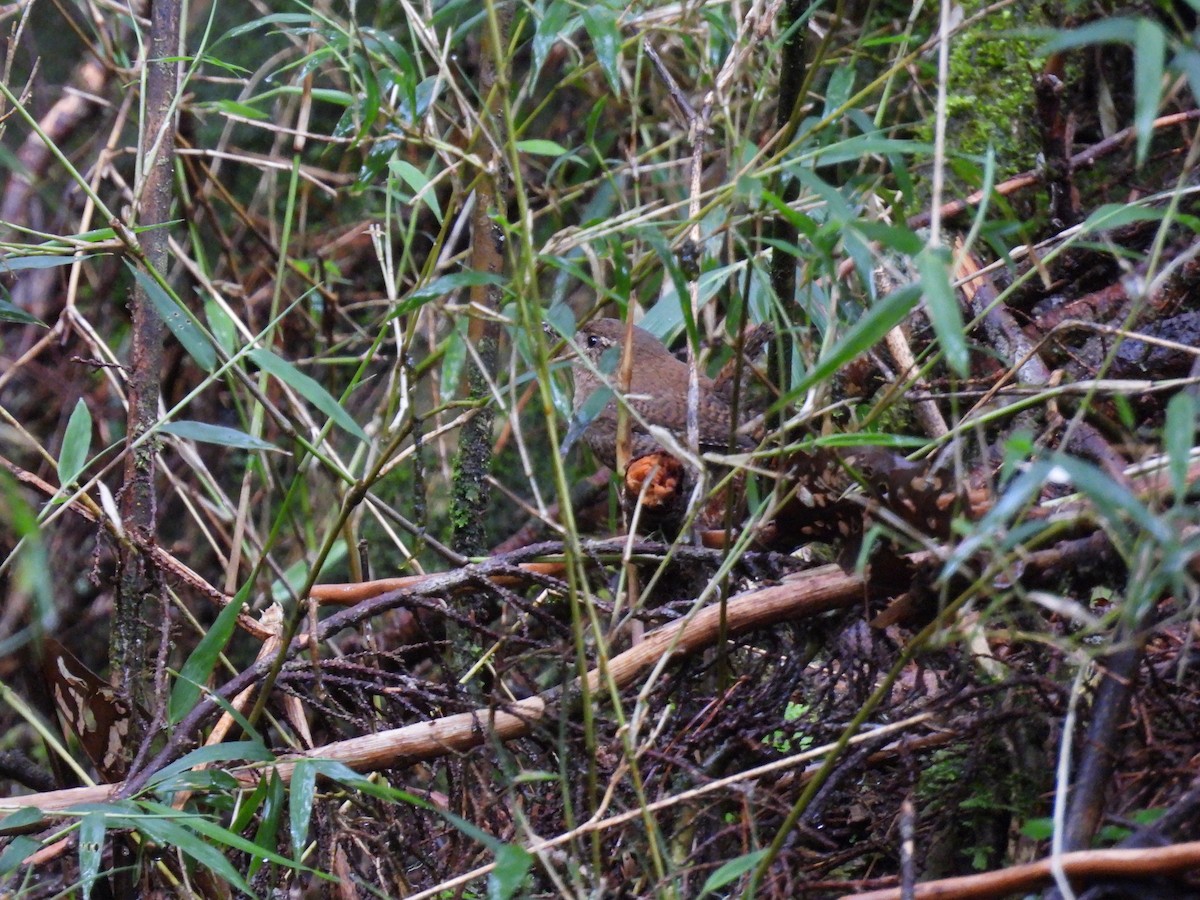 Eurasian Wren - ML637244975