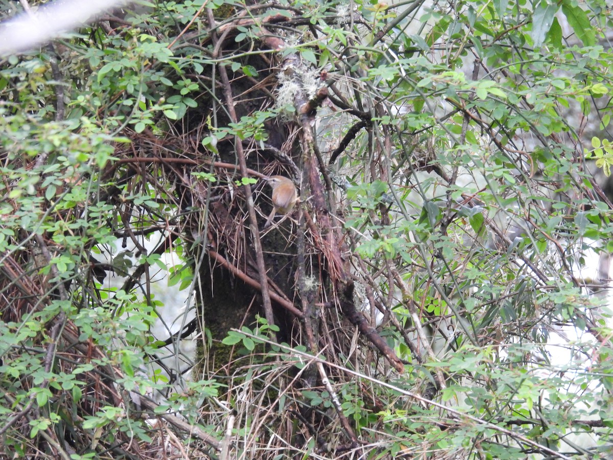Yellowish-bellied Bush Warbler - ML637244991