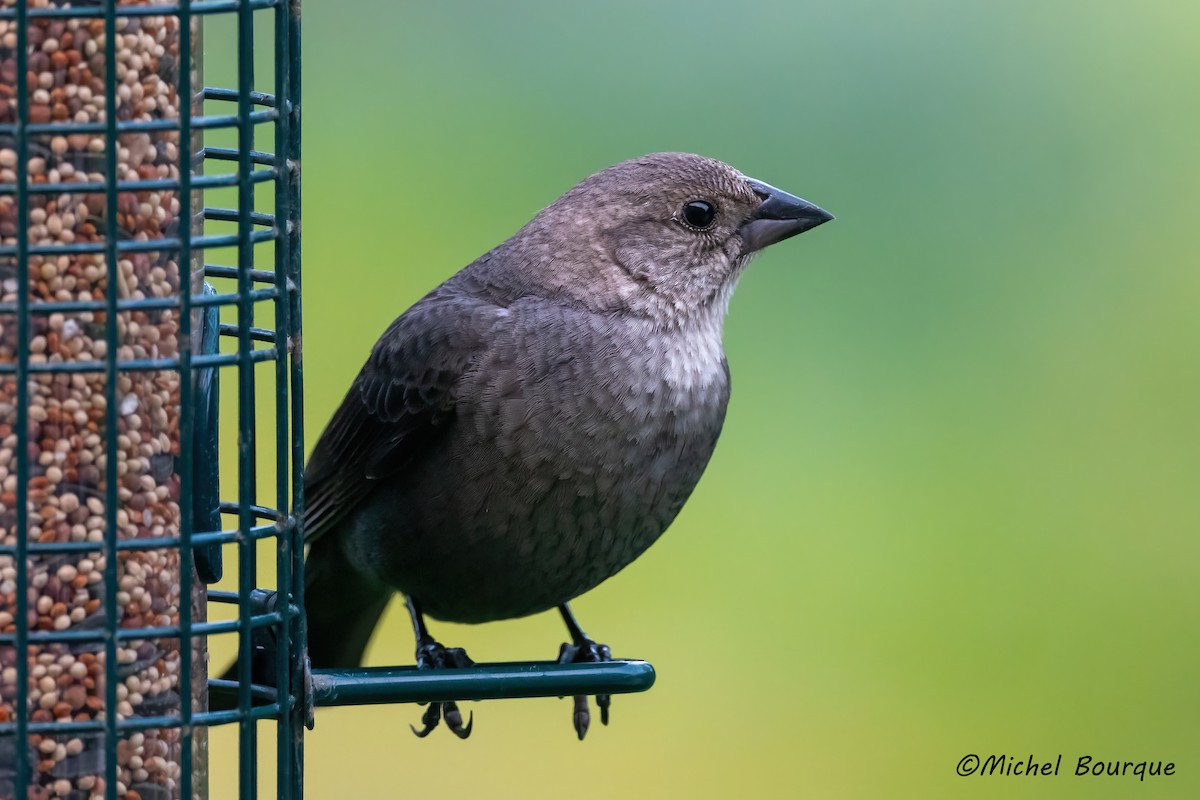 Brown-headed Cowbird - ML637245094